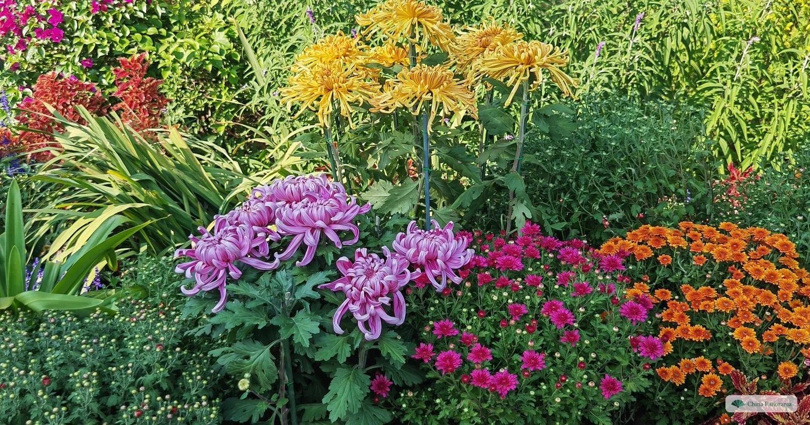Yellow, purple and orange chrysanthemums in a flower bed at the China National Botanical Garden in late September
