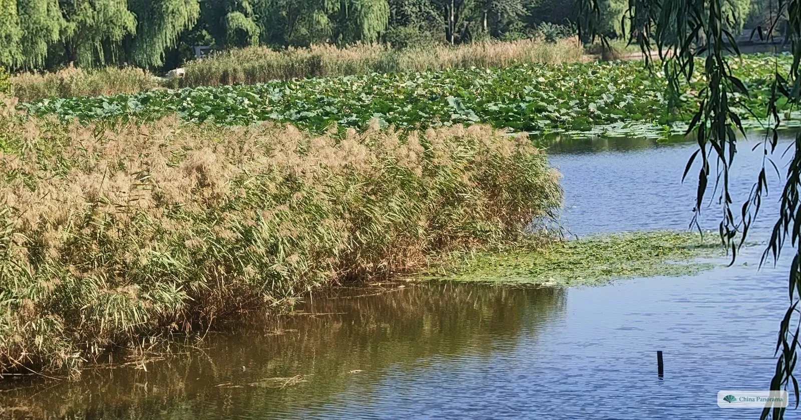 A lake in the China National Botanical Garden with reed beds, lotus leaves and willows