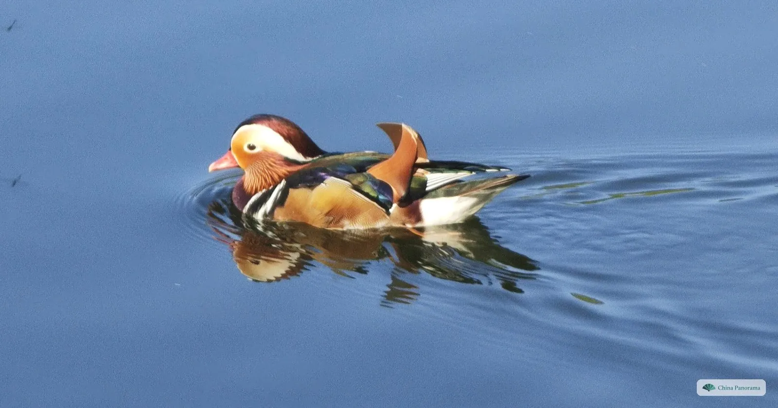 A male mandarin duck with orange, white and purple plumage swimming on a lake in the botanical garden