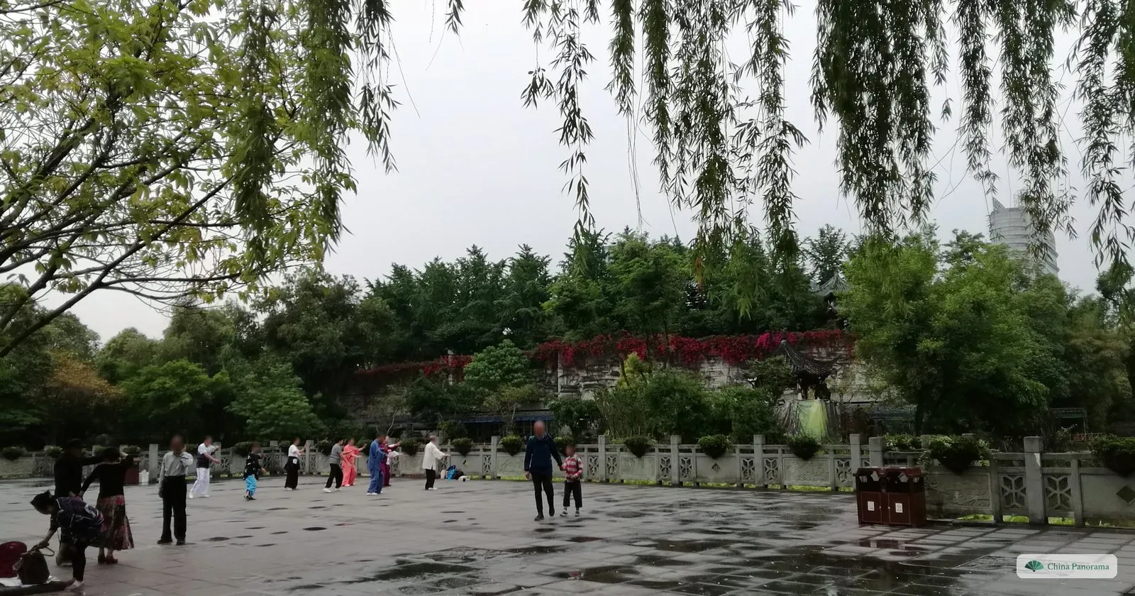 Early morning in the Culture Park: people doing tai chi and dancing on a wet paved square under willow branches, a wall of bougainvillea and bamboo behind