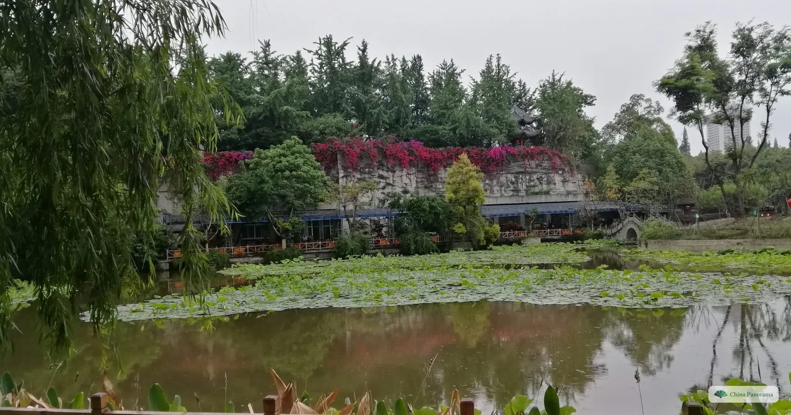 A lotus pond in the Culture Park with lily pads, willows in the foreground and a red-flowering wall and pavilion on the far side
