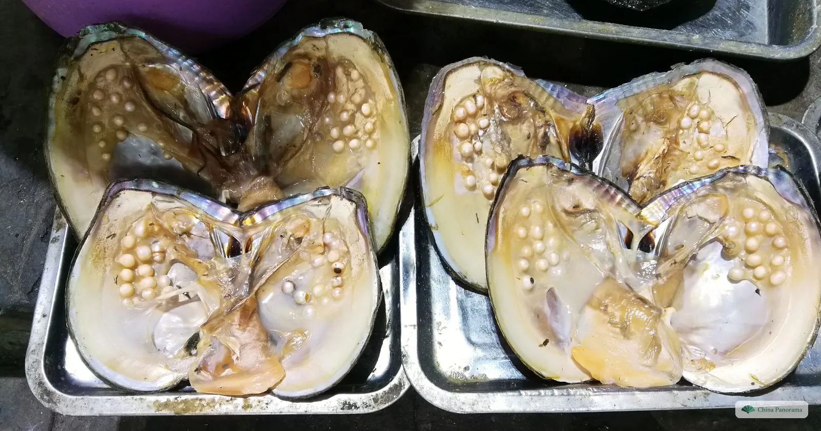 Opened freshwater mussels on a metal tray, each with rows of small cream-coloured pearls inside the shell