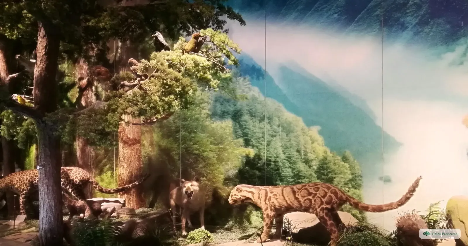 A diorama of the gorge forests in the museum: stuffed clouded leopards among trees and rocks in front of a painted misty mountain