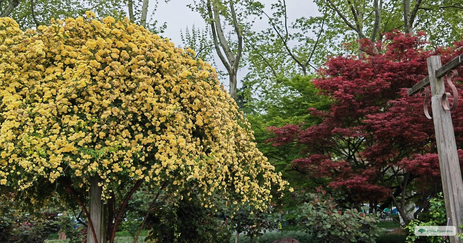 A tree covered with masses of small yellow roses beside a red-leaved maple
