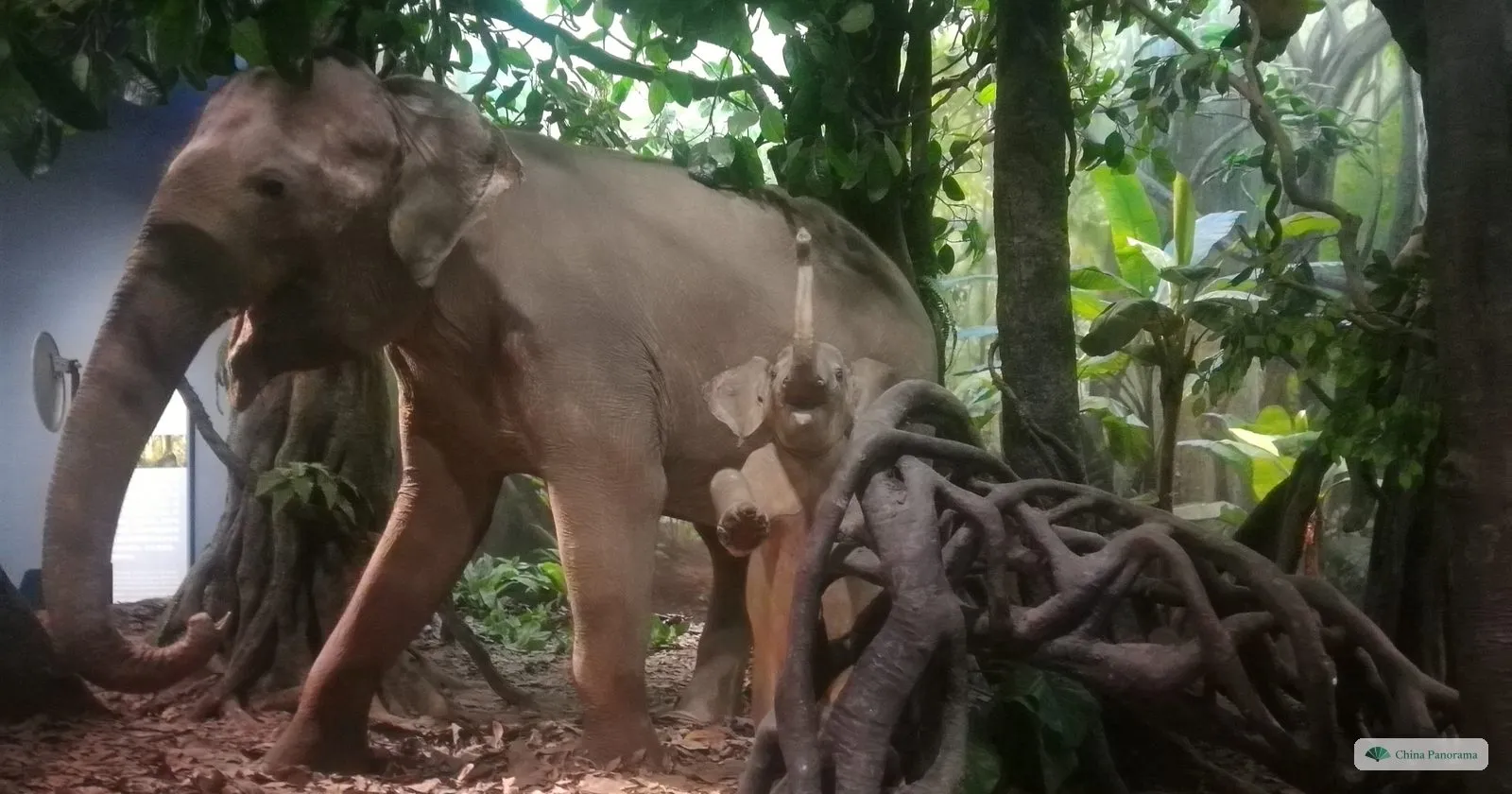 A life-size model of an Asian elephant among tree roots in a rainforest diorama in a museum