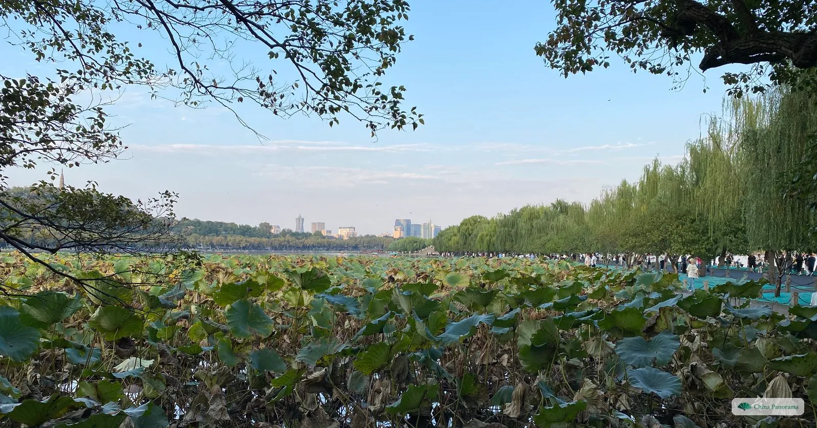 A pond covered with lotus leaves turning brown in autumn, willows along the right bank and city towers in the distance