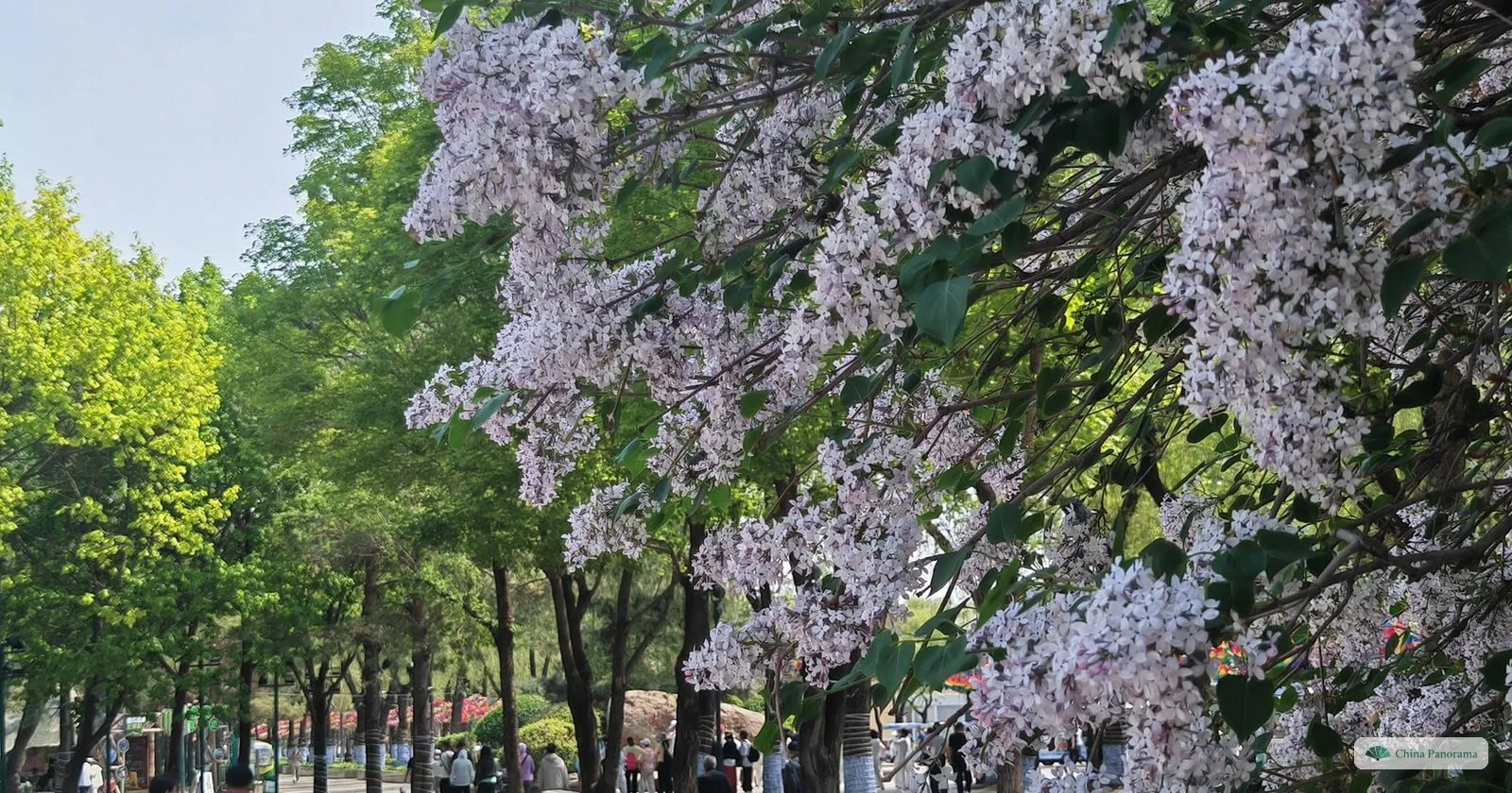Lilacs, the city flower of Harbin, in bloom on Sun Island in May