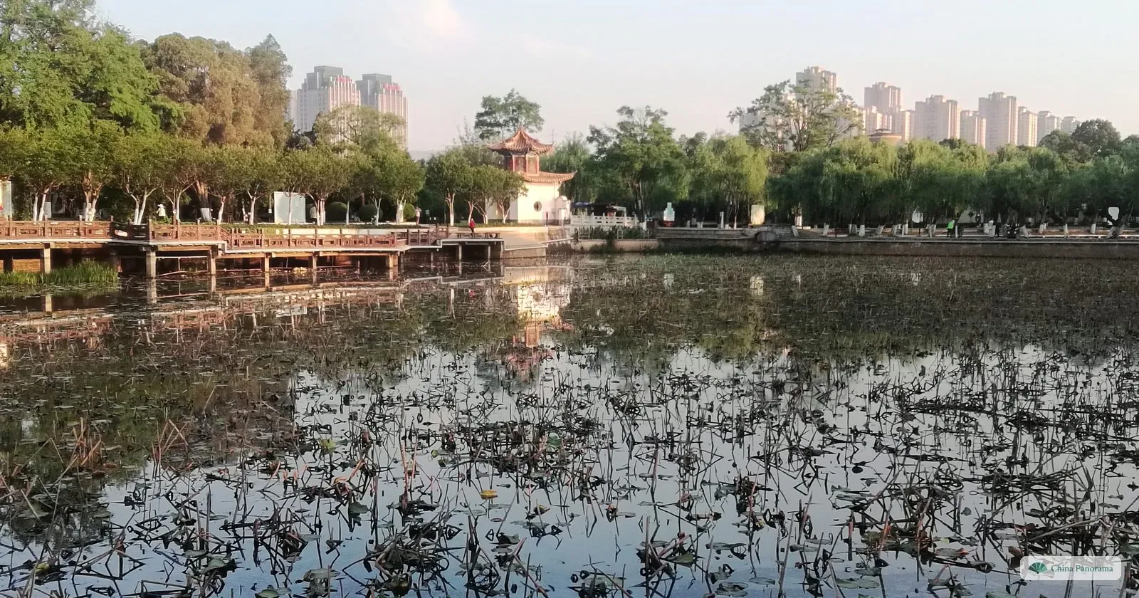 A lotus pond with old stems, a small white pavilion and trees on the far bank, apartment blocks beyond