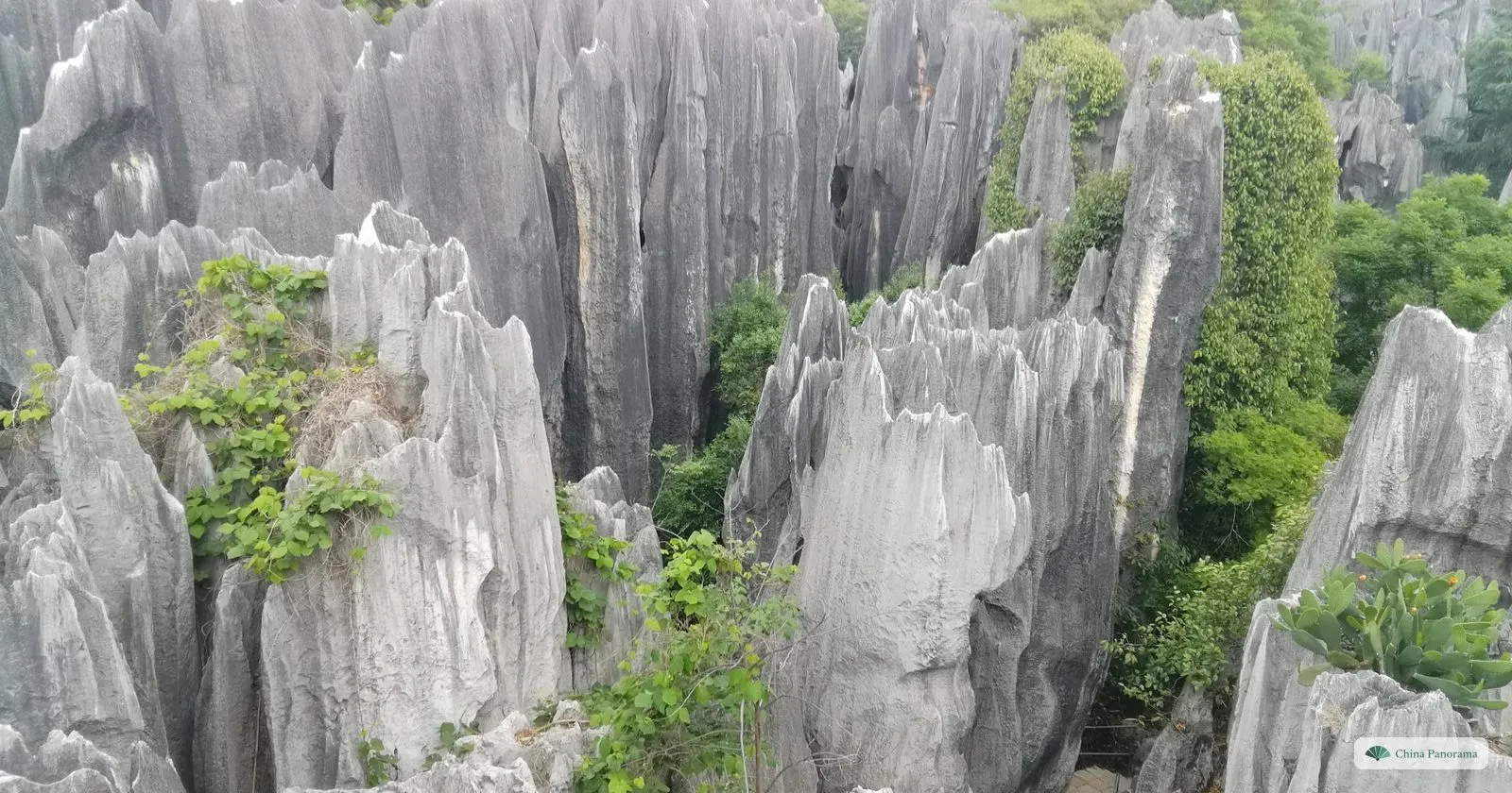 Pale grey rock blades and needles packed together, streaked with vertical grooves, green plants clinging to them