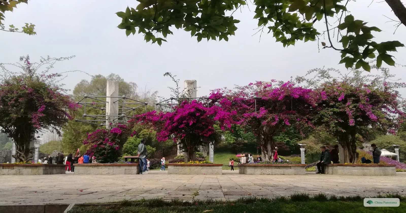 Bushes of magenta bougainvillea on a paved square, white stone posts and people sitting on low walls
