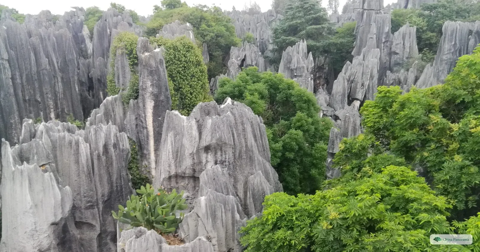 Close view of jagged grey rock pinnacles with ferns and shrubs growing in the clefts between them