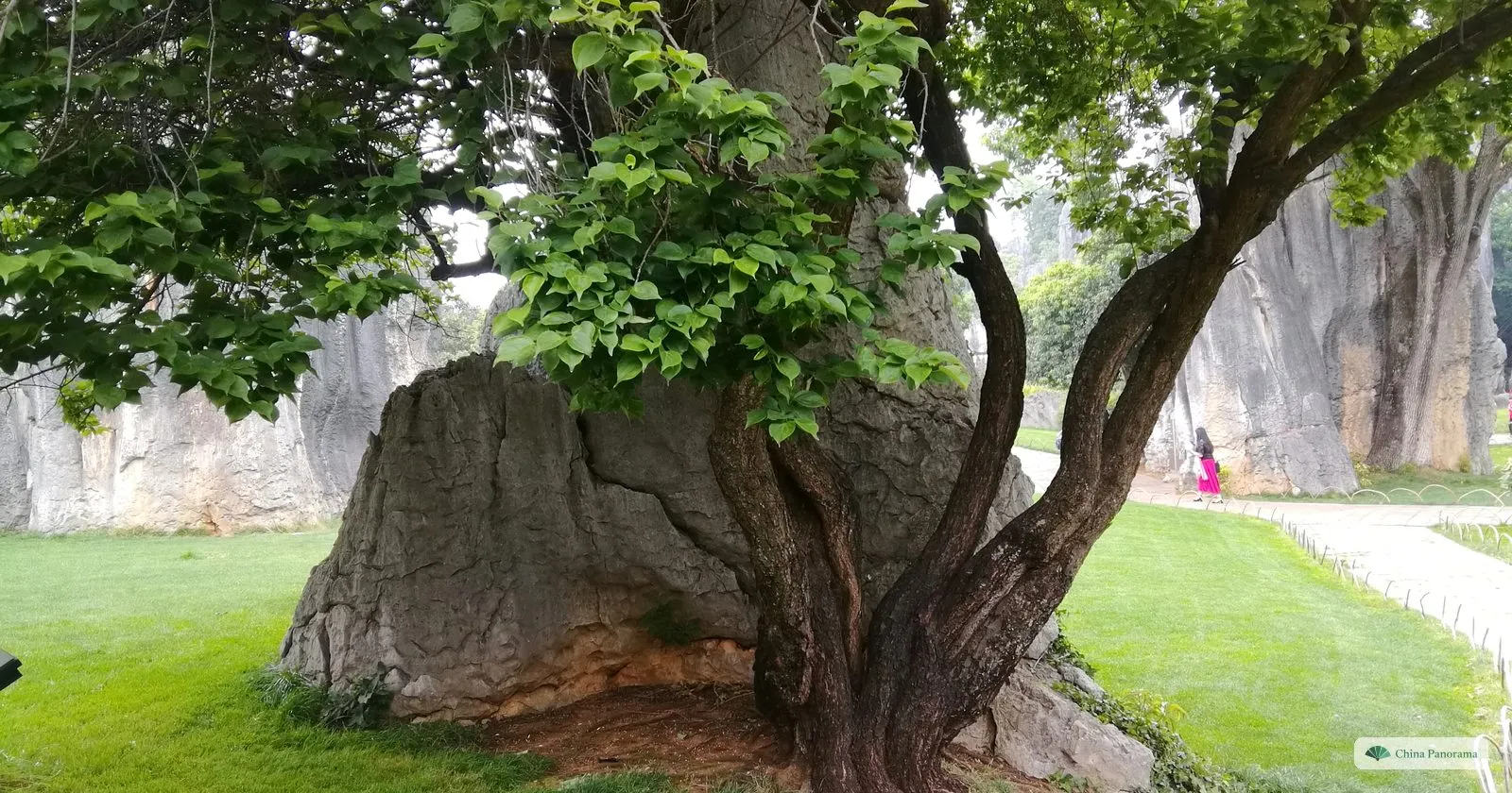 A tree with a twisting trunk growing out of a large grey boulder on a lawn