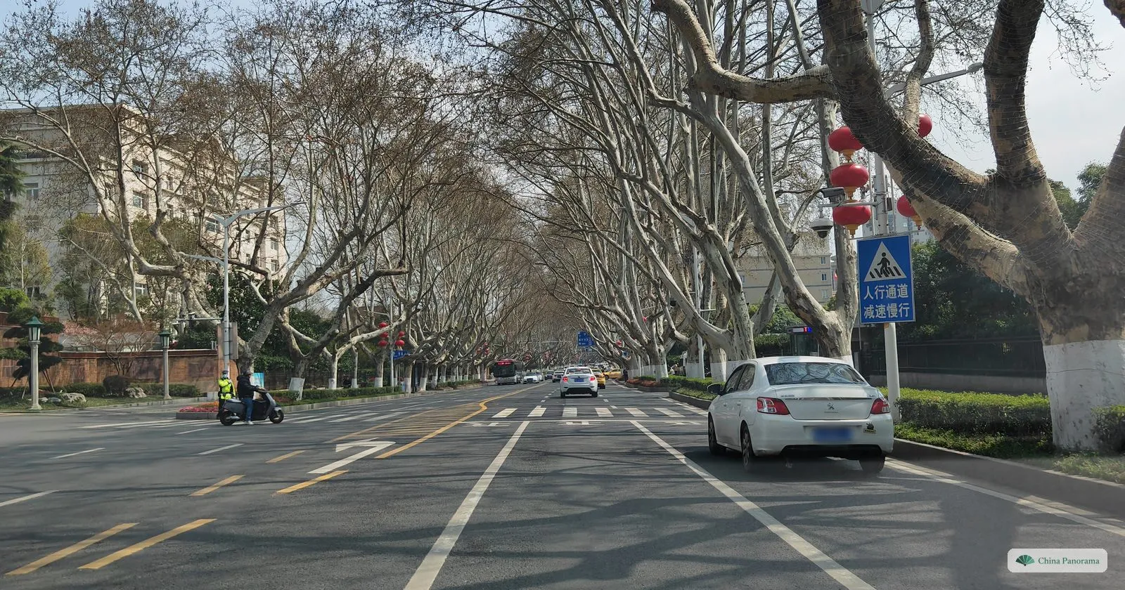 A wide city avenue lined with huge leafless plane trees whose branches meet overhead, red lanterns hanging from them, a white car and a pedestrian-crossing sign