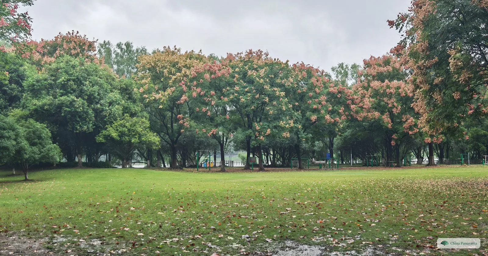 A wide lawn scattered with fallen leaves in front of trees with pinkish seed clusters, on a grey rainy day