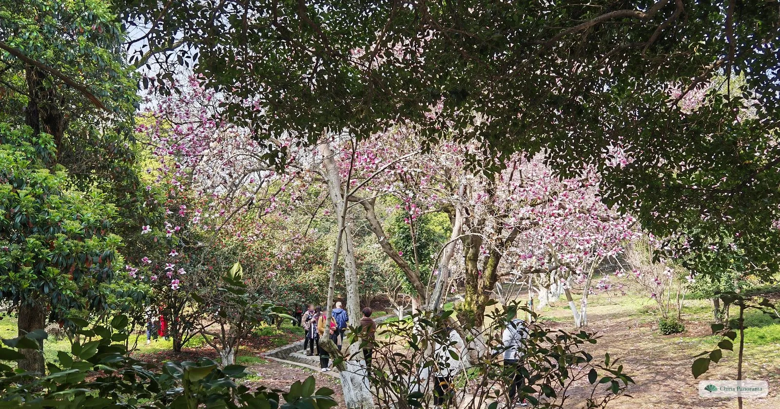 Pink and white magnolia trees in flower in a wood, a few walkers on a path beneath them