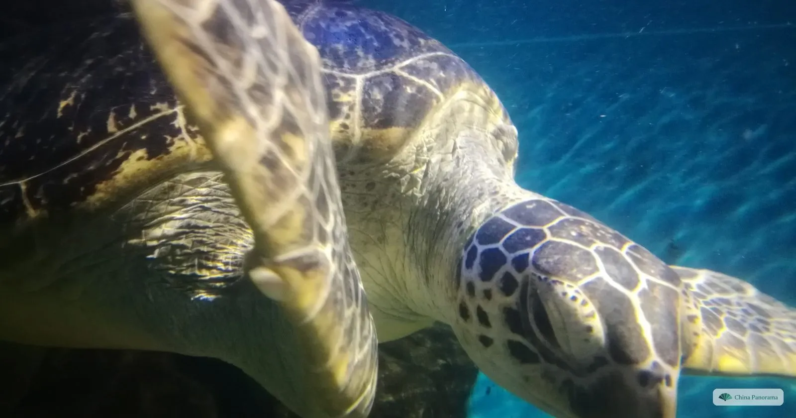 A sea turtle swimming close to the glass in the aquarium of the natural history museum