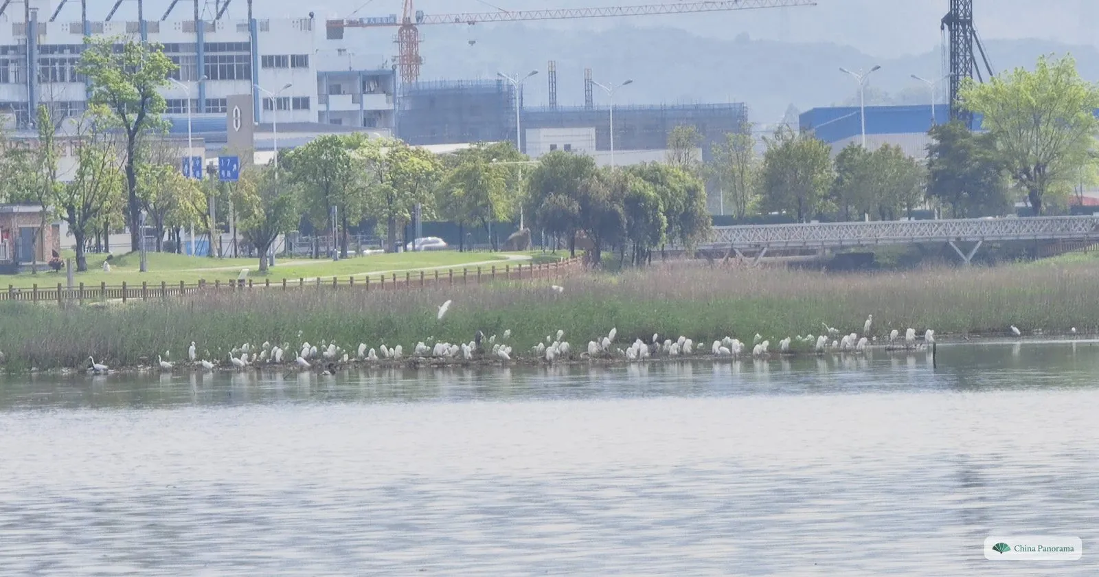 A long line of white egrets standing at the edge of a reed bed on a lake, with a footbridge, a lawn and grey factory buildings and cranes behind