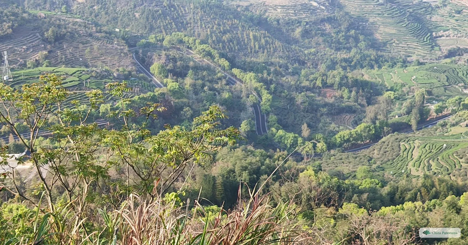 A green valley seen from a slope, its far side lined with terraced rows of tea bushes, a road curving through and young leaves in the foreground