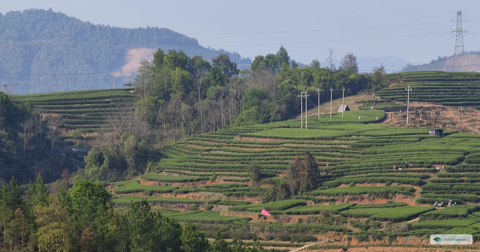 A round hill covered in curving terraces of clipped tea bushes near Taimu Mountain, with wooded hills behind