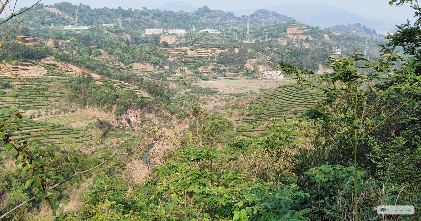 A dry valley with terraced tea fields and patches of bare red earth, seen over green shrubs, with houses and pylons on the hills behind