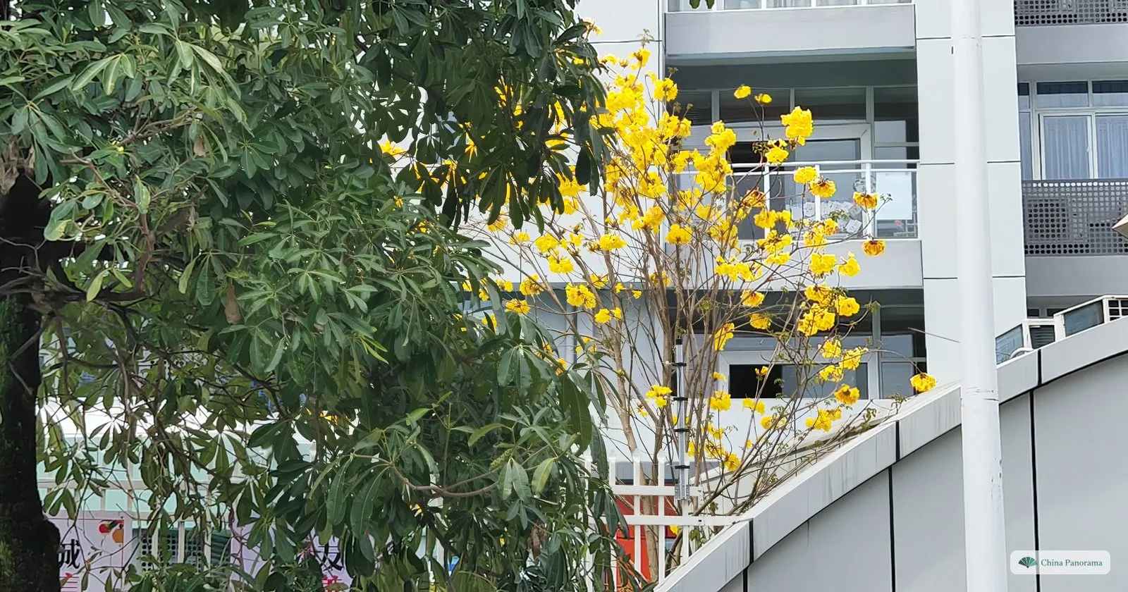 A tree with bright yellow trumpet-shaped flowers on almost bare branches in front of a white building with balconies