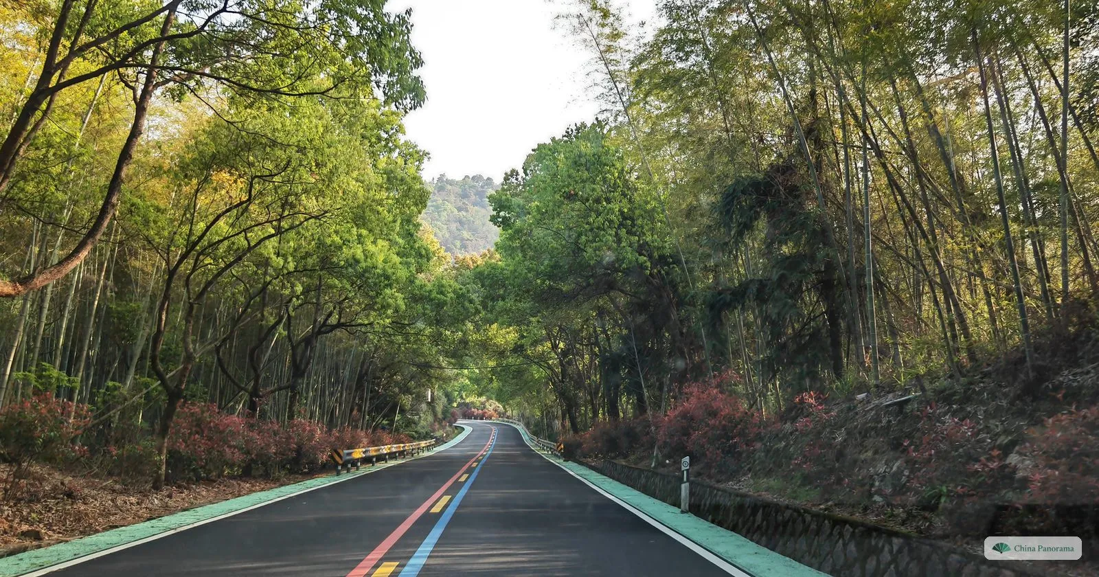 A narrow mountain road with a red and a blue line down the middle, running between bamboo and trees with reddish new leaves