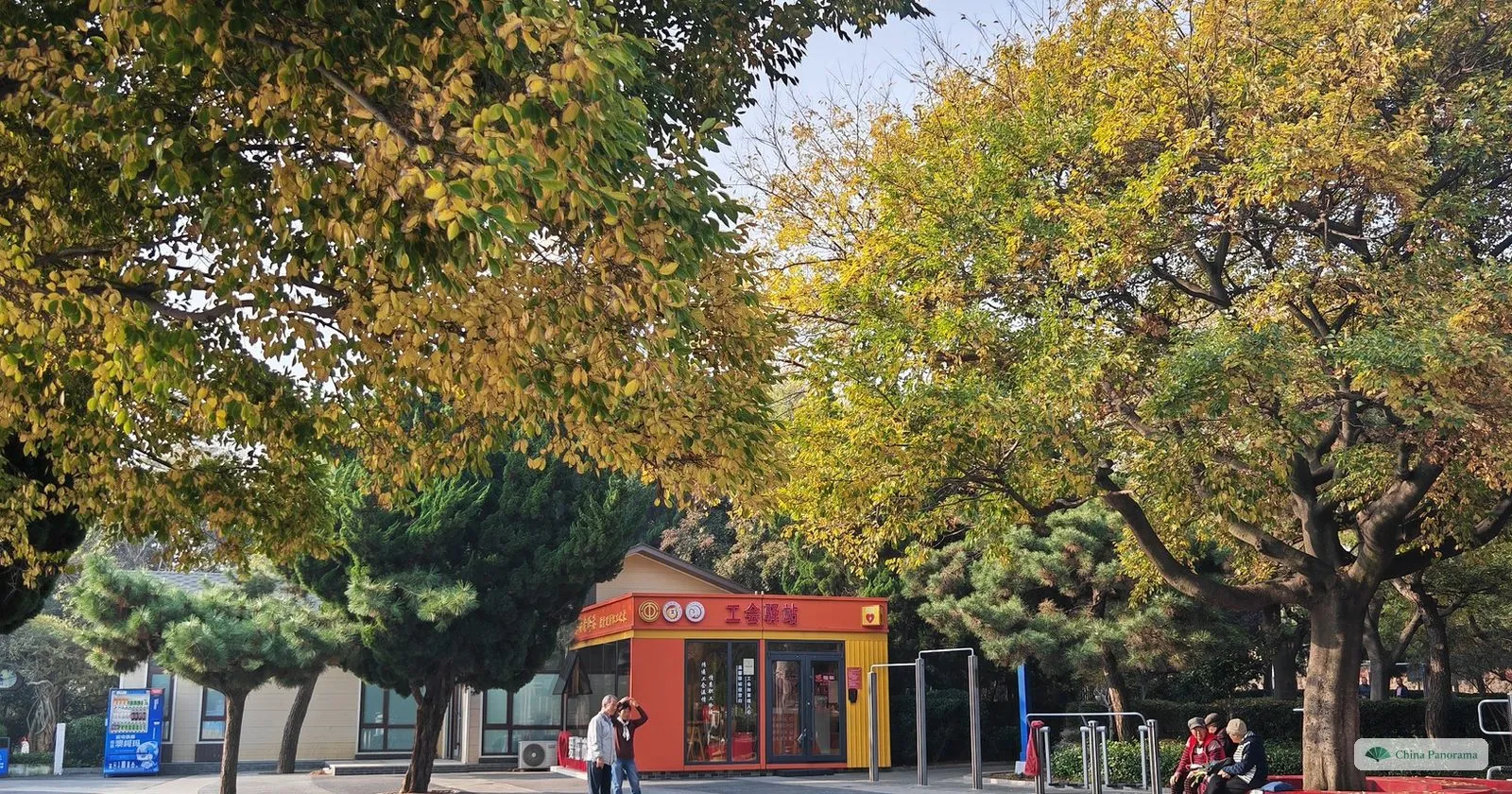Yellow and green plane trees along a street in Qingdao in mid-November