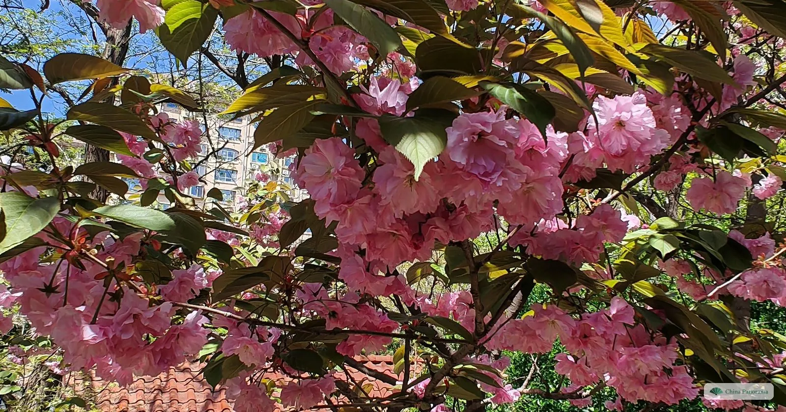 Pink double-flowered cherry blossom on Guanxiang Hill in Qingdao in late April