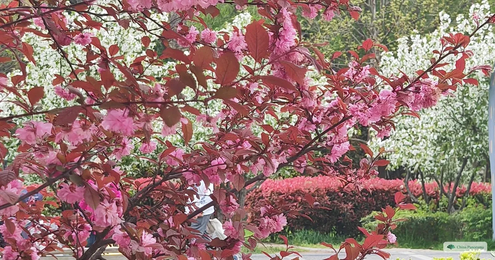 Pink and white crabapple blossom in Taipingjiao Park in Qingdao in late April