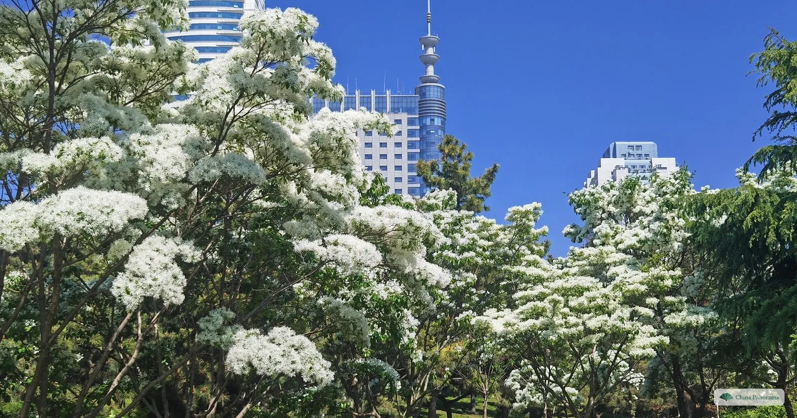 Chinese fringe trees covered in white blossom at Badaxia in Qingdao in mid-May