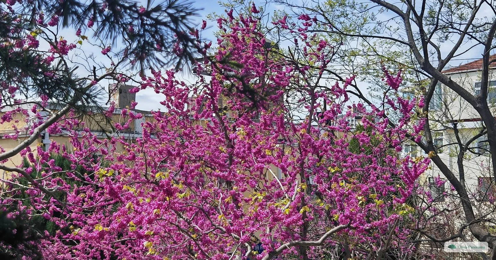 Redbud in full magenta bloom on Guanxiang Hill in Qingdao in late April