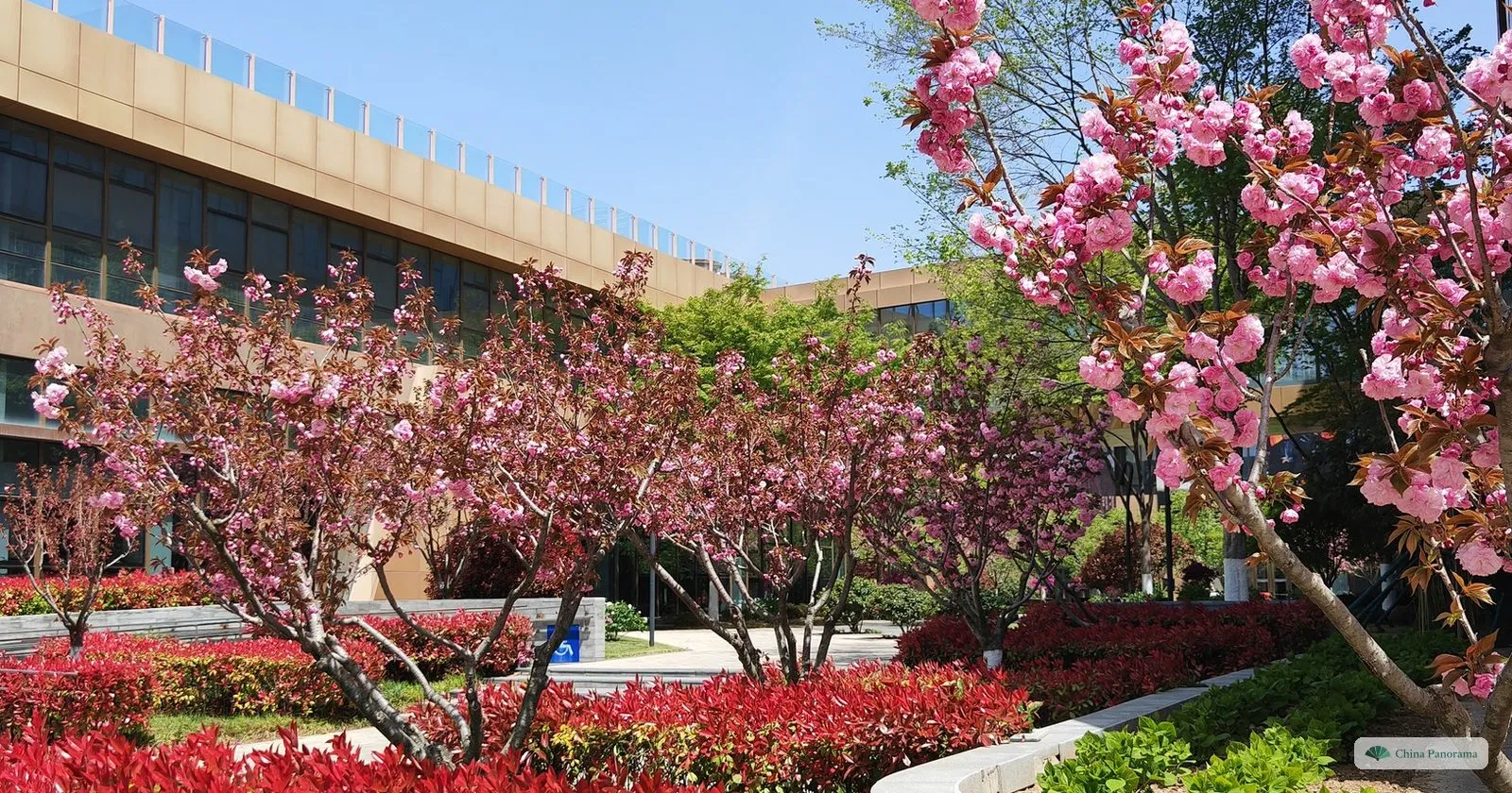 Cherry trees in bloom in front of a studio building at the Oriental Movie Metropolis in April