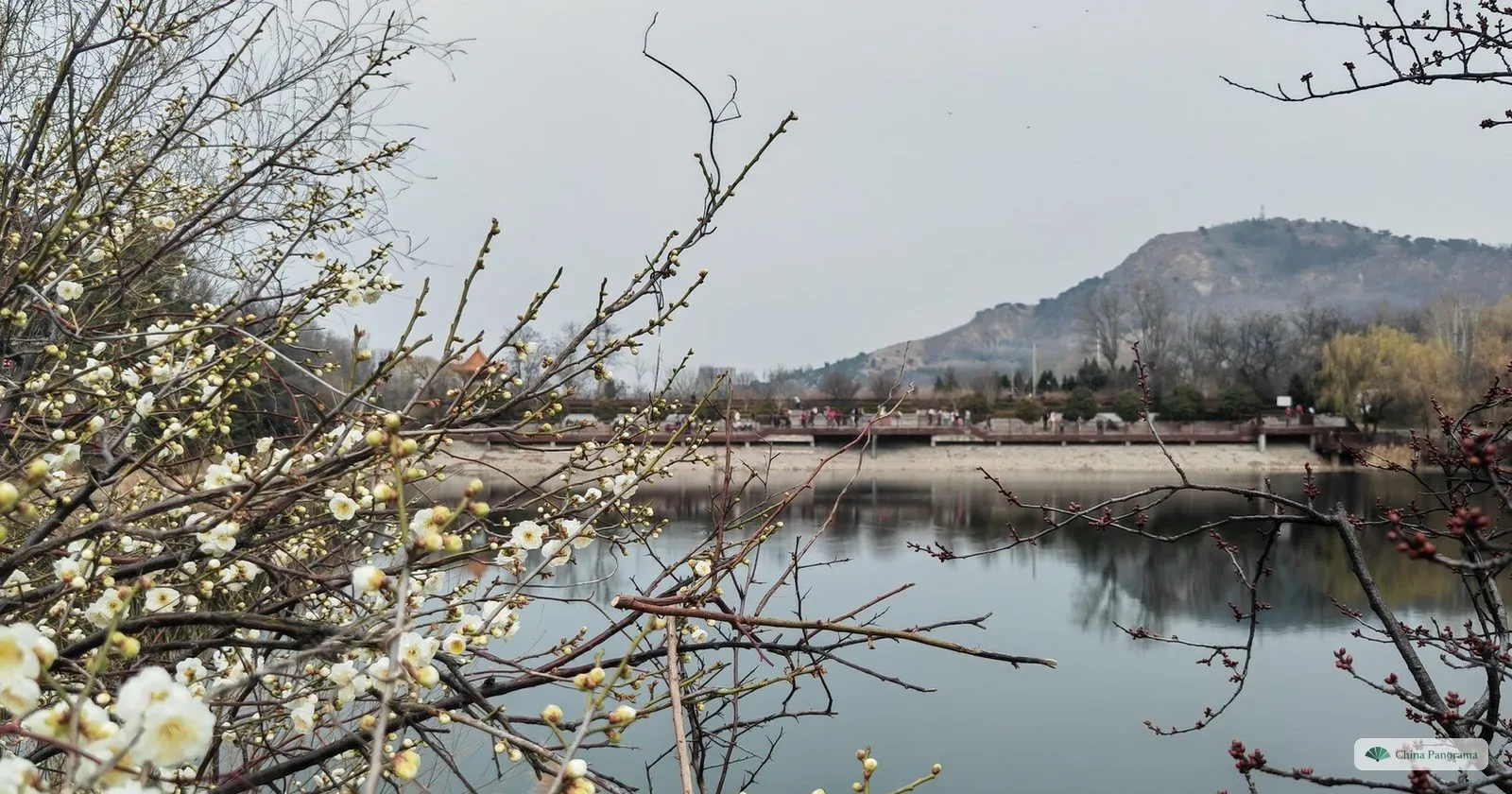 White plum blossom beside a pond at Shimei’an in Qingdao in mid-March, with hills behind