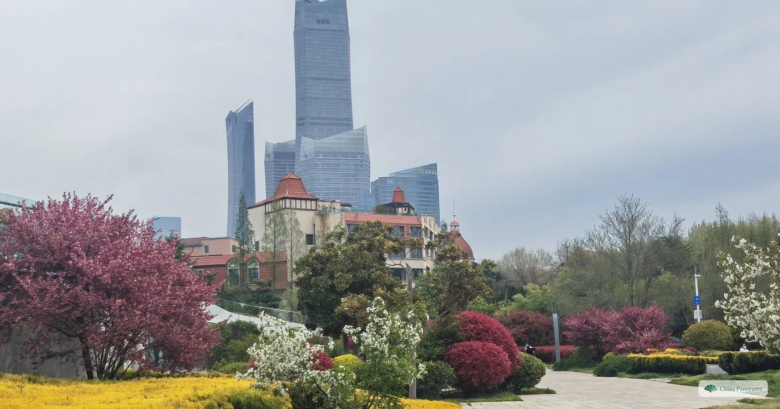 Flowering crabapple and redbud in Taipingjiao Park in Qingdao, with modern towers behind