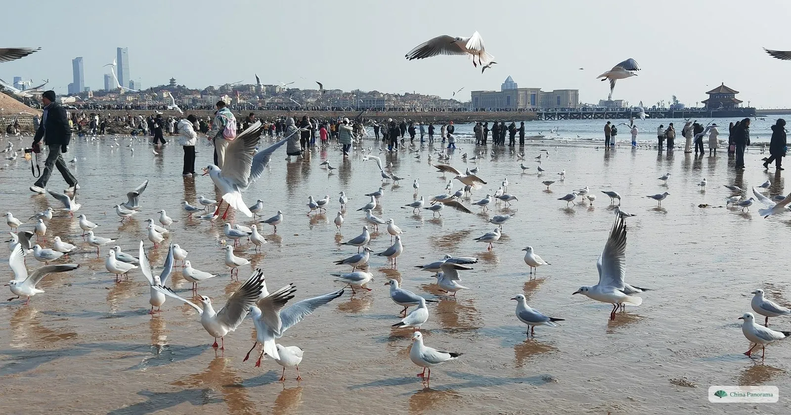 Black-headed gulls on the shore by Zhanqiao Pier in January, with people watching them