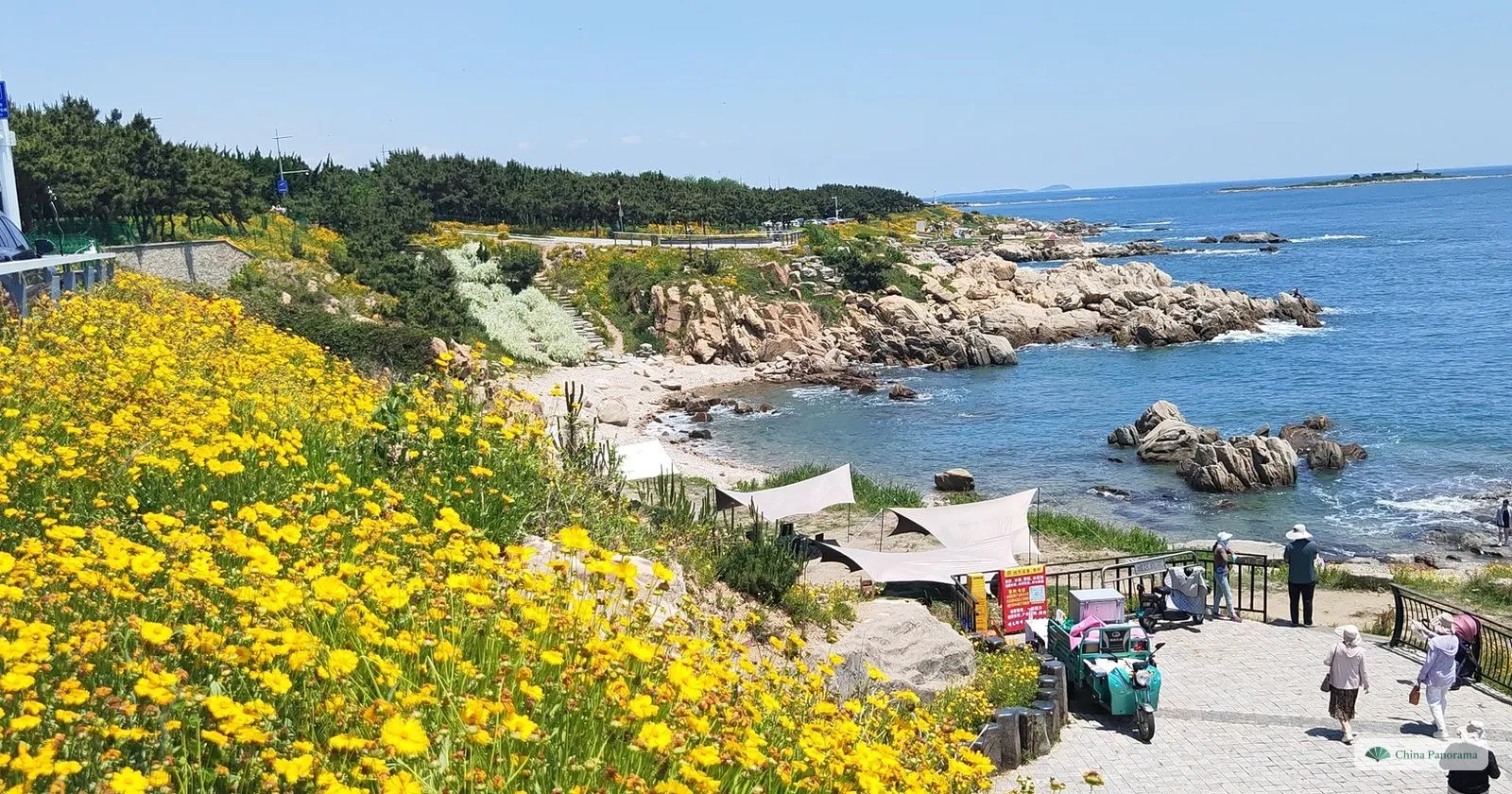 Yellow flowers above the rocky Yumingzui coast on Qingdao’s West Coast, with a boardwalk and the sea