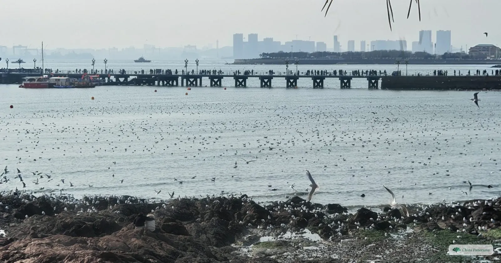 Zhanqiao Pier on a grey January day, with gulls on the water in the foreground