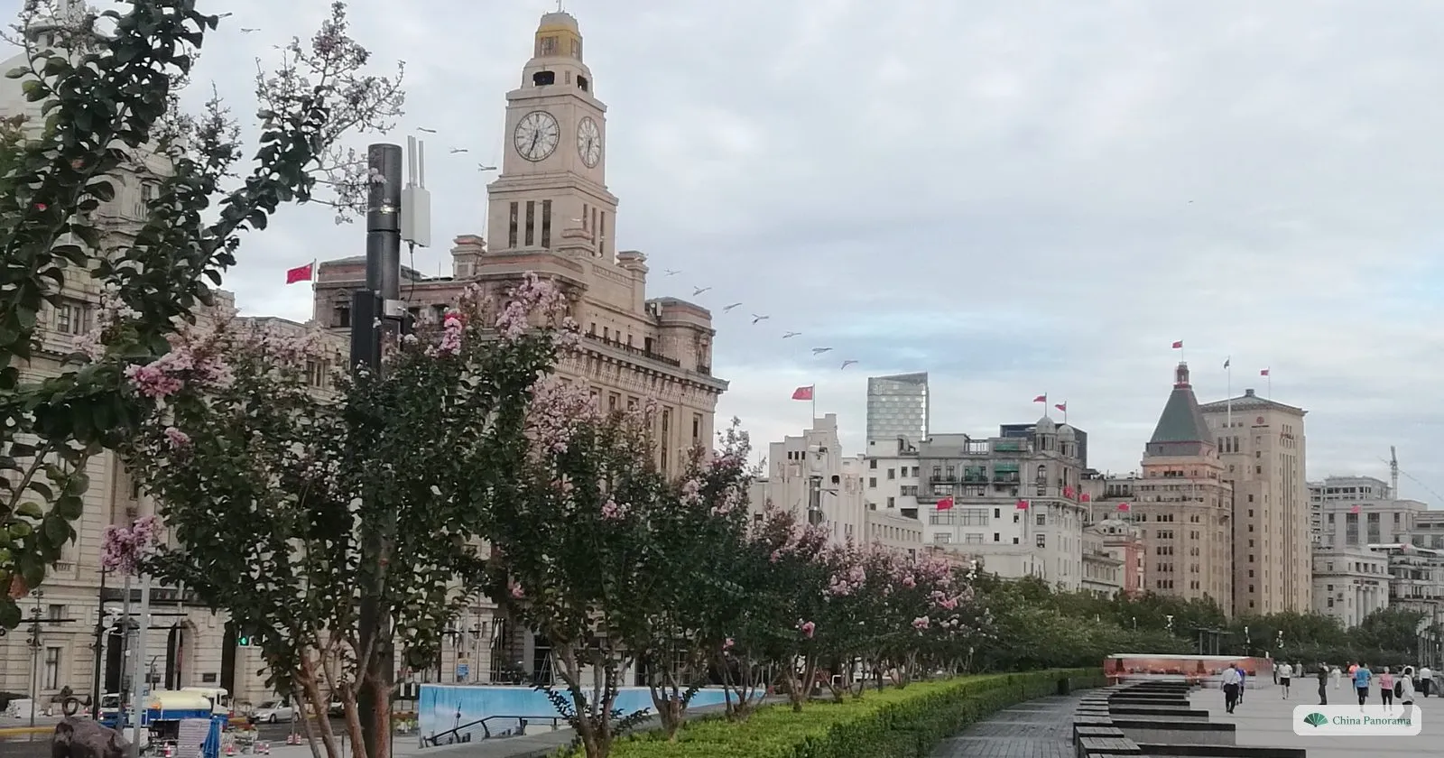 The clock tower of the Customs House on the Bund at dawn, behind a row of crape myrtles in pink flower along the promenade, with the Peace Hotel’s green pyramid roof in the distance