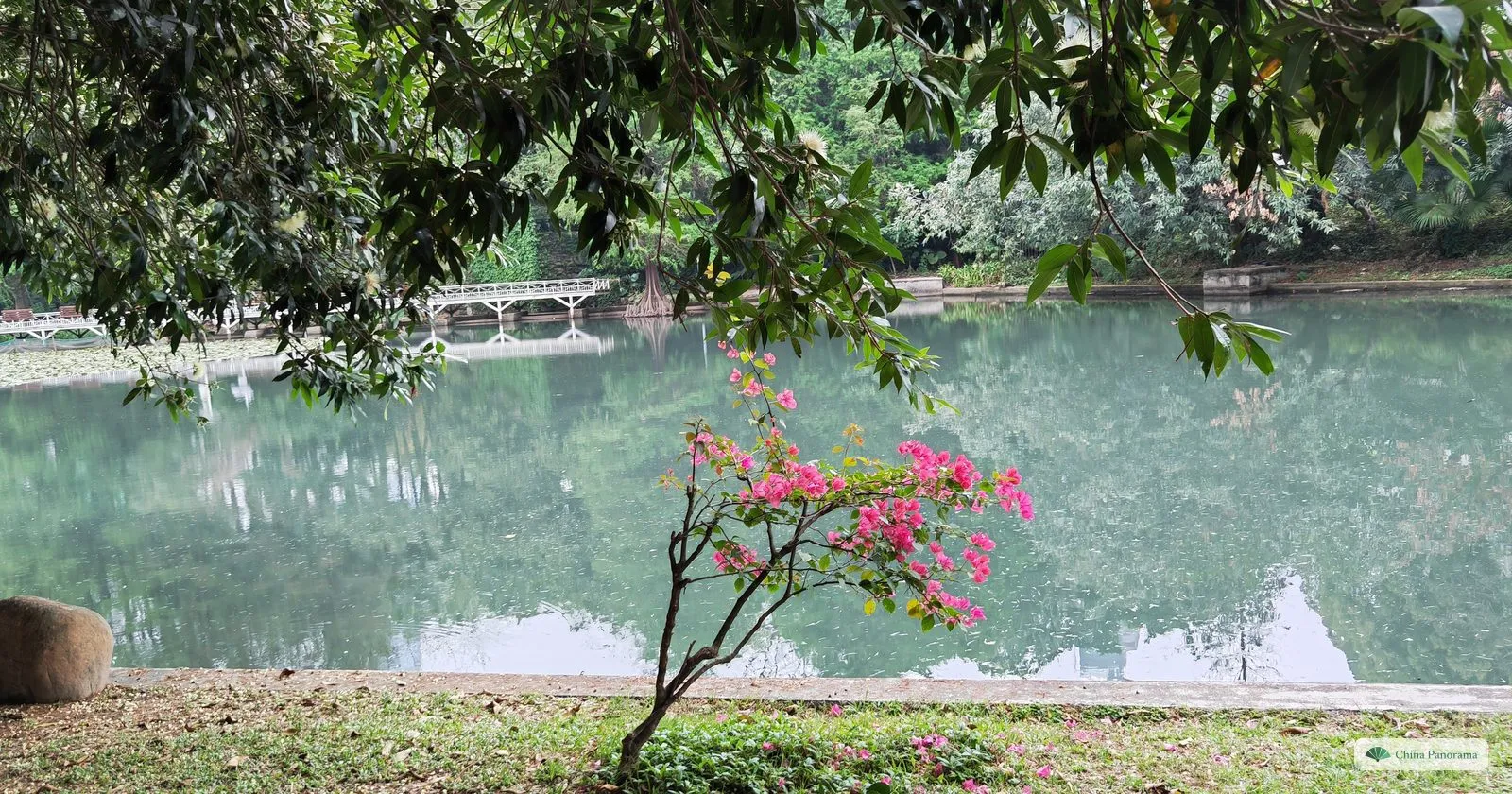 A small bougainvillea bush with magenta flowers on the shore of a jade-green lake in Lizhi Park, under the branches of a large tree