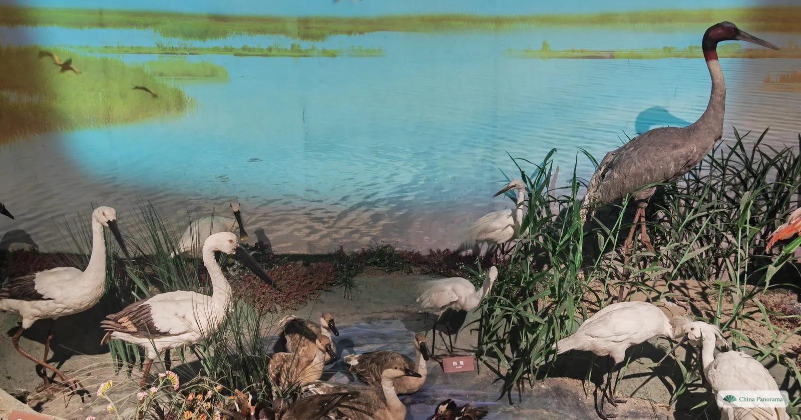 A museum diorama of a wetland with stuffed storks, cranes and geese among reeds in front of a painted lake