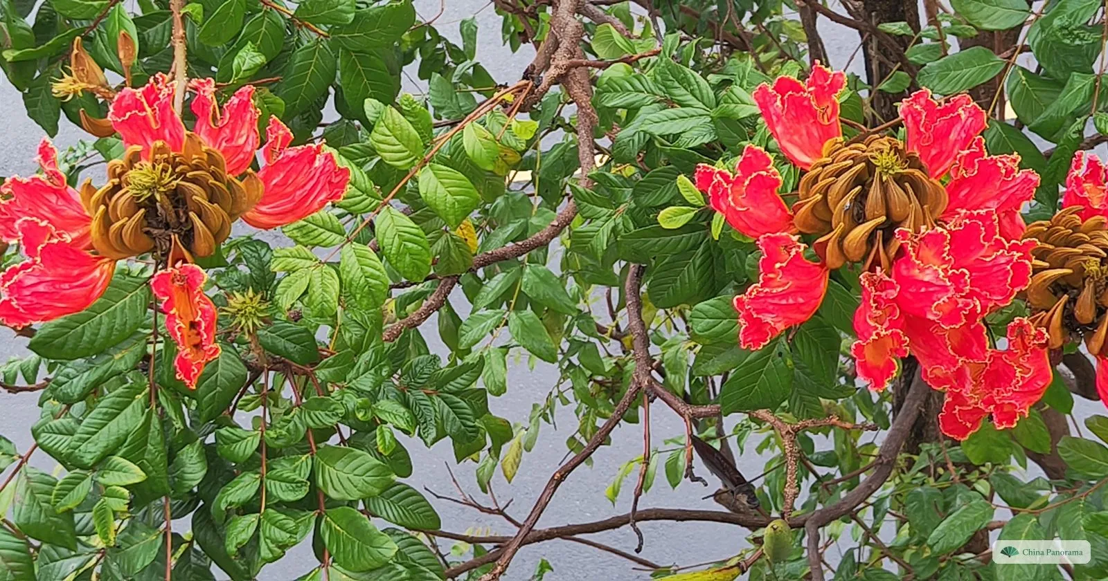 Close-up of large red-orange African tulip tree flowers with frilled yellow edges among green leaves