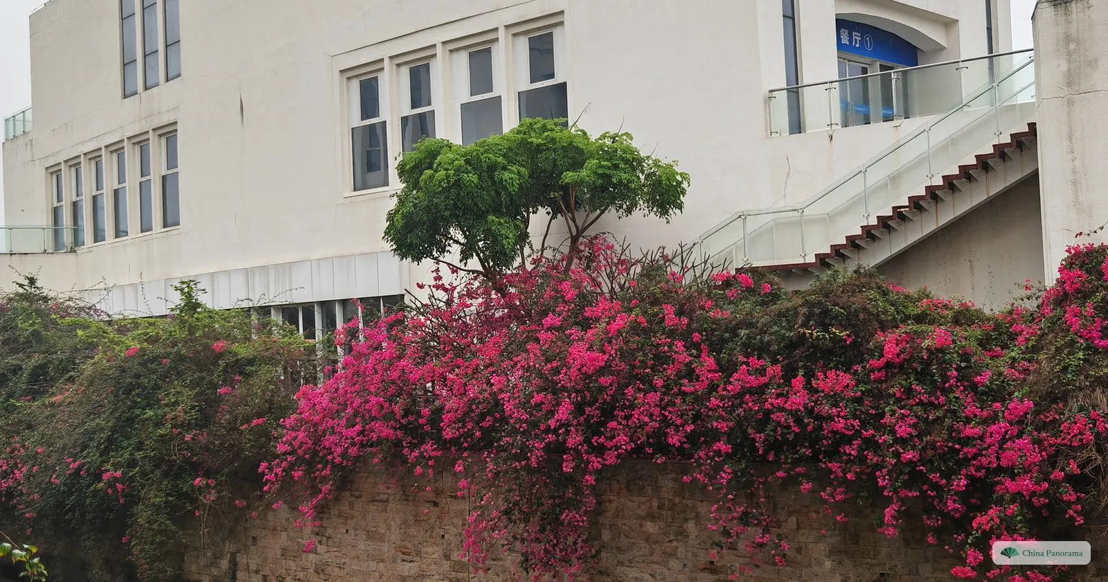 Masses of magenta bougainvillea flowers over an old brick wall below a white building with an outside staircase