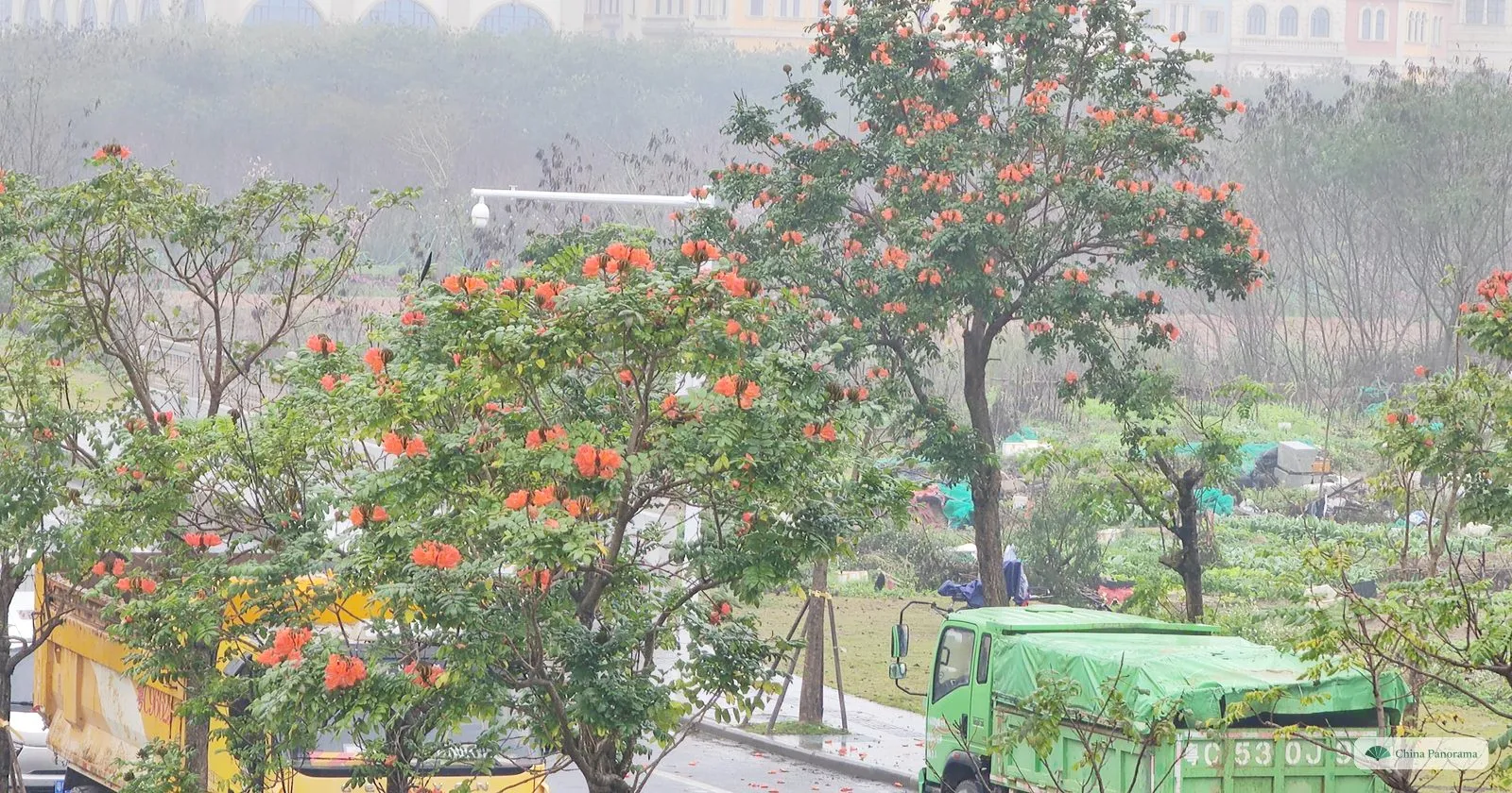 Trees with clusters of orange-red flowers beside a road in drizzle, a green truck with a tarpaulin and a field behind