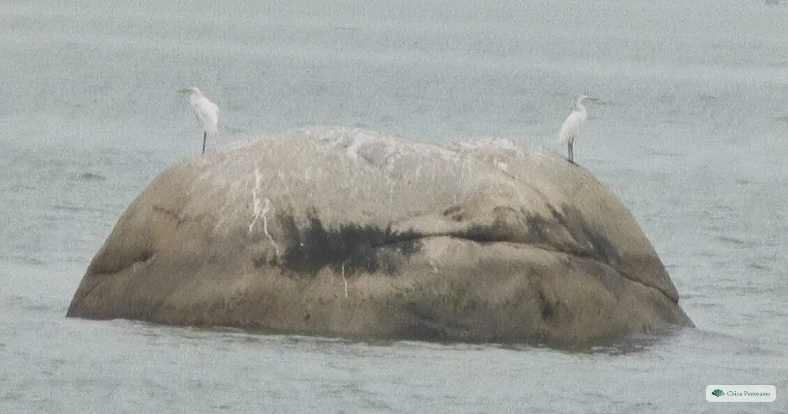 two white egrets standing on a large rounded boulder in grey sea water